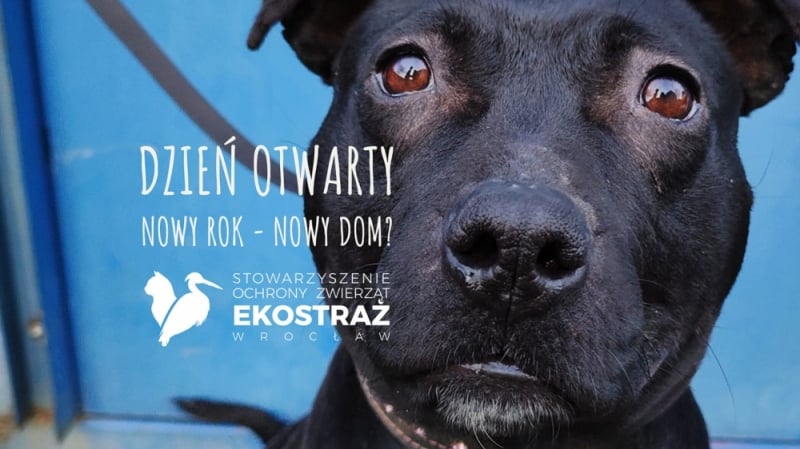 Nowy rok - nowy dom? Wrocławska EKOSTRAŻ zaprasza na dzień otwarty - Fot: Ekostraż
