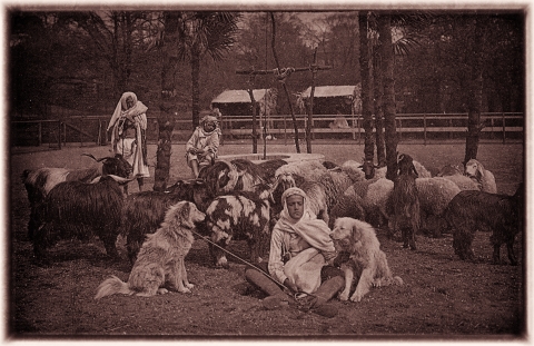 Ludzkie ZOO w Breslau. Dolnośląskie Tajemnice odkrywamy z Joanną Lamparską [FILM] - 13