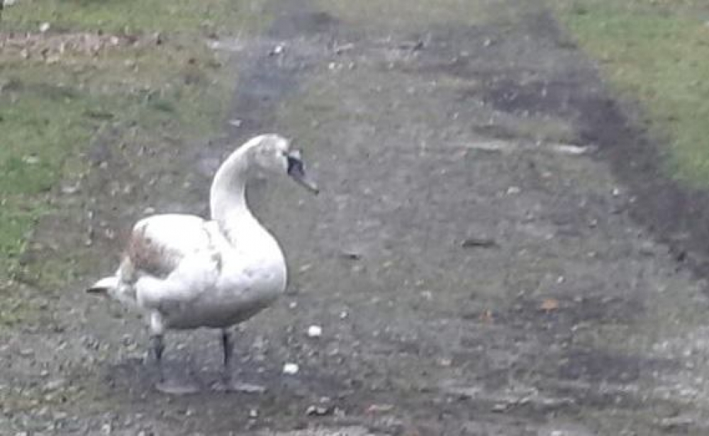 Legnica: Szukają łabędzia. Miał atakować odwiedzających nekropolię - fot. Słuchacze