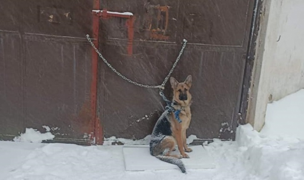 W śnieżycę przywiązał psa do bramy schroniska - Fot: wałbrzyskie schronisko dla bezdomnych zwierząt