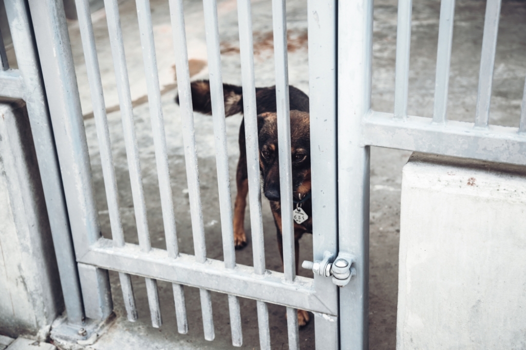 Konsulat Estonii reaguje na kryzys w adopcji psów we Wrocławiu - fot. Patrycja Dzwonkowska