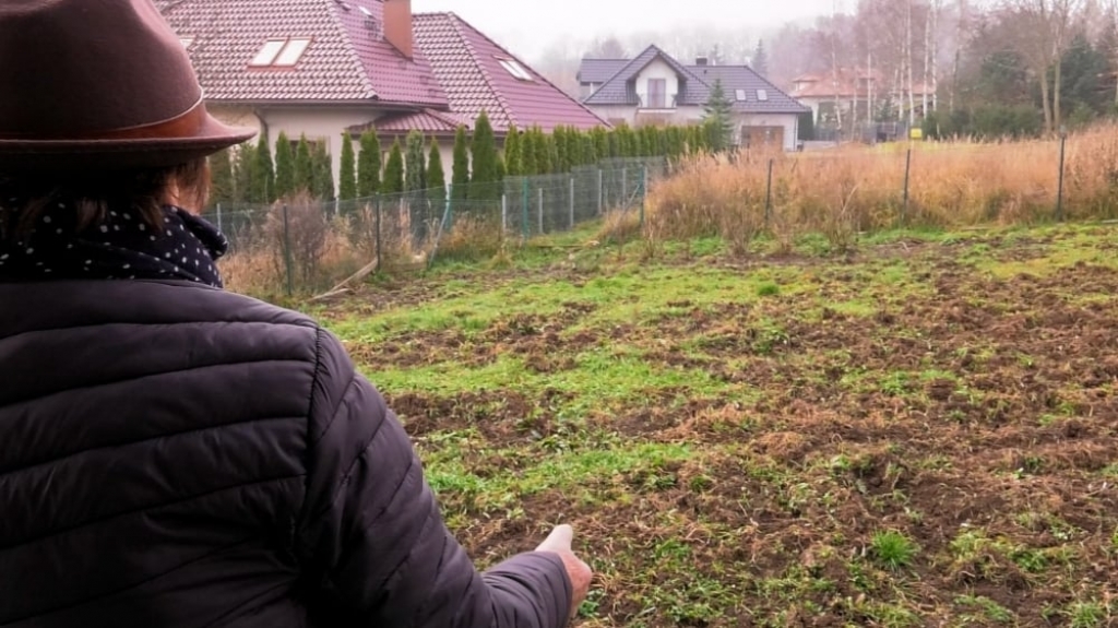 Stado dzików grasuje w Kłodzku. Mieszkańcy mocno zaniepokojeni - fot. Jarosław Wrona