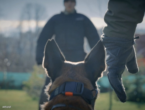 Zimowy trening policyjnych psów [FILM, FOTO] - 2
