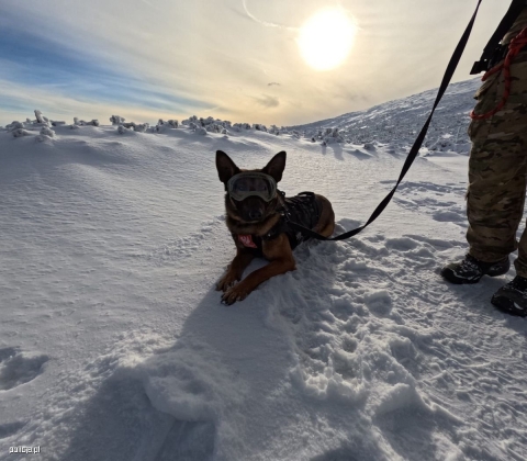 Zimowy trening policyjnych psów [FILM, FOTO] - 5