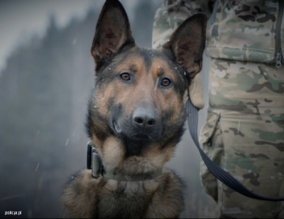 Zimowy trening policyjnych psów [FILM, FOTO]