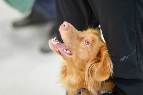 Uniwersytet Przyrodniczy będzie za darmo leczył psy ratownicze - 1