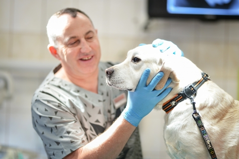 Uniwersytet Przyrodniczy będzie za darmo leczył psy ratownicze - 6