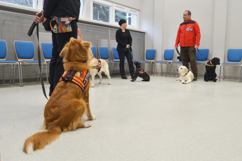 Uniwersytet Przyrodniczy będzie za darmo leczył psy ratownicze - 5