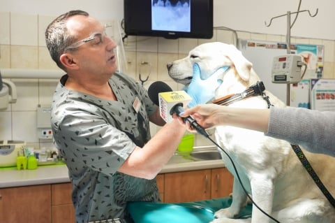 Uniwersytet Przyrodniczy będzie za darmo leczył psy ratownicze - 7