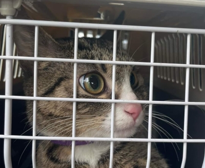 Ekostraż uratowała kota, którego właściciele trzymali na półmetrowym sznurku