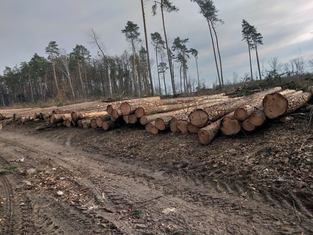 "Naturę zamienili w ruinę". Mieszkańcy walczą o swój las - fot. Słuchacze