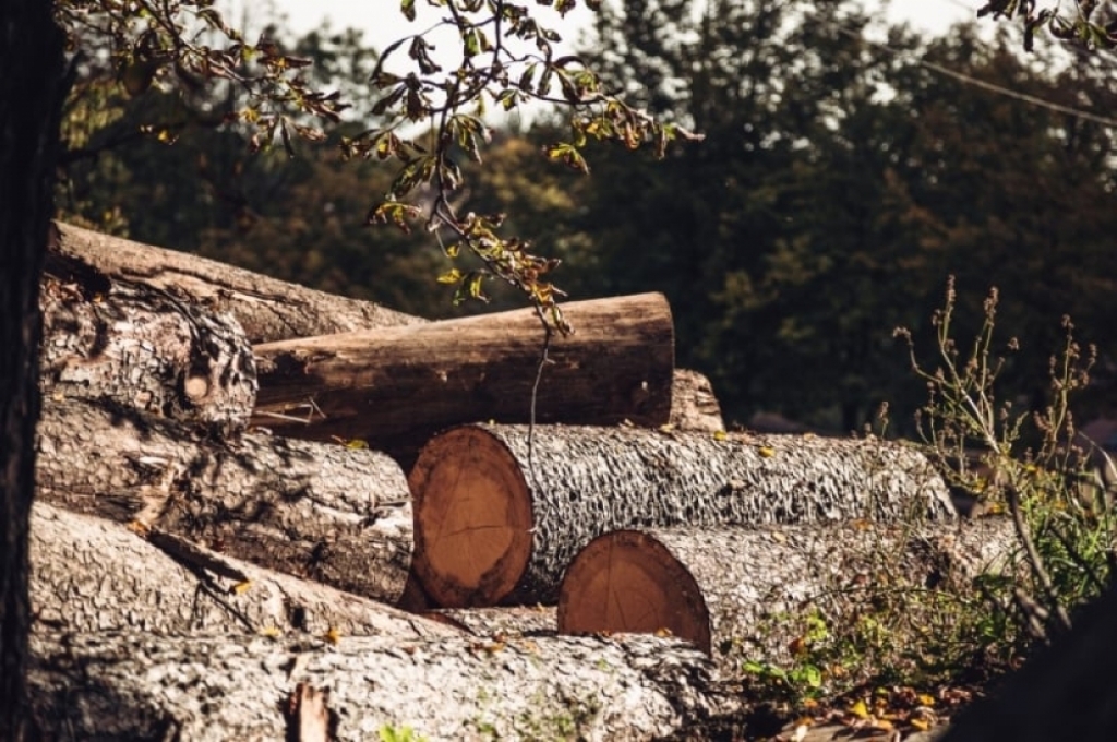 Las na Praczach Odrzańskich straci ponad hektar drzew - fot. Patrycja Dzwonkowska