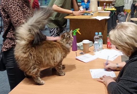 Kocia arystokracja przyjechała do Wrocławia - 9