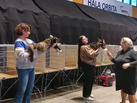 Kocia arystokracja przyjechała do Wrocławia - 1