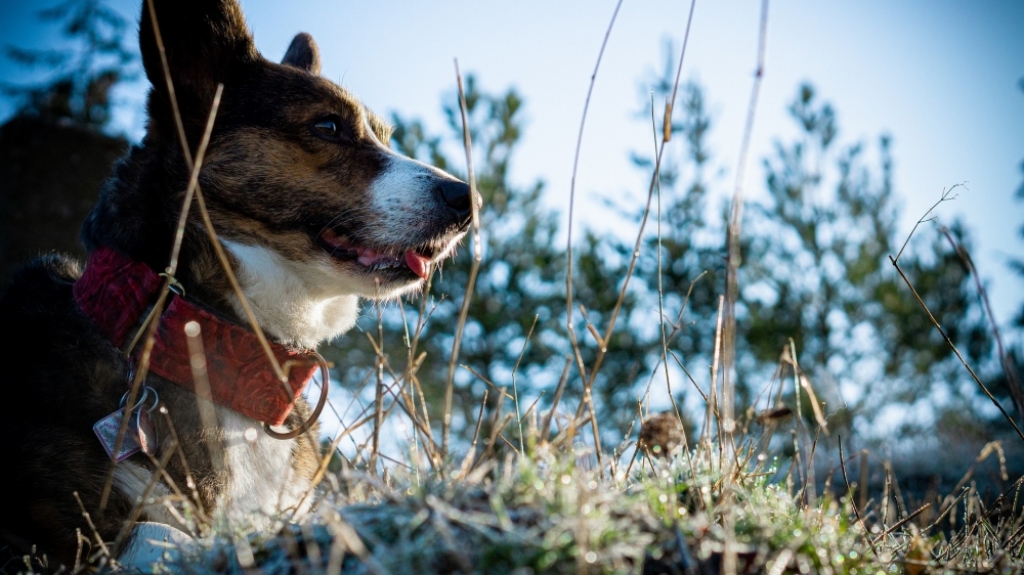 Ktoś truje psy w Kamiennej Górze?  - Fot: zdjęcie ilustracyjne, Pixabay