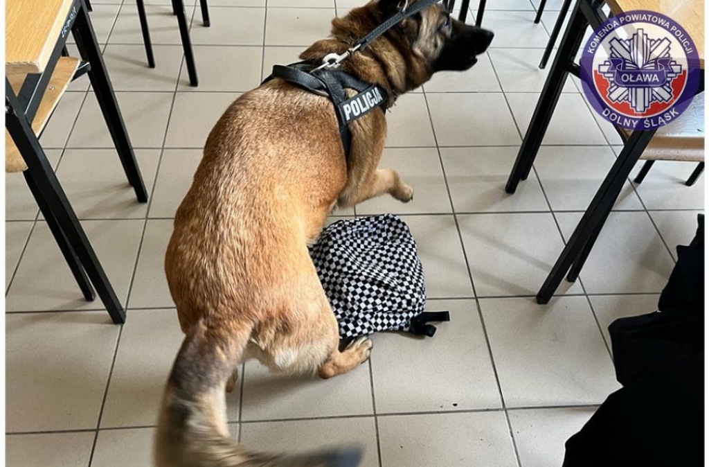Policyjny pies podczas odwiedzin w szkole znalazł narkotyki w  plecaku uczennicy - Fot: dolnośląska policja