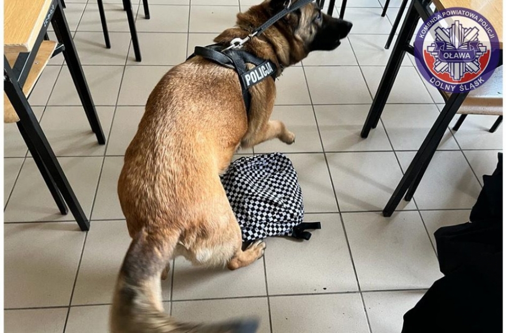 Policyjny pies podczas odwiedzin w szkole znalazł narkotyki w plecaku uczennicy - Fot: dolnośląska policja