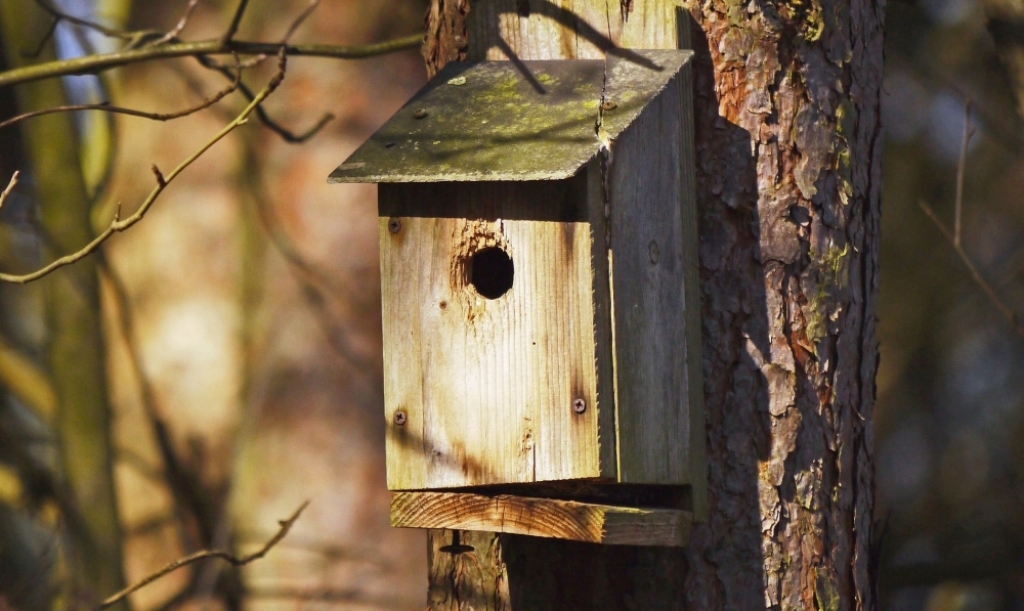Leśnicy ze Świeradowa zadbali o ptaki - Fot: zdjęcie ilustracyjne, Pixabay