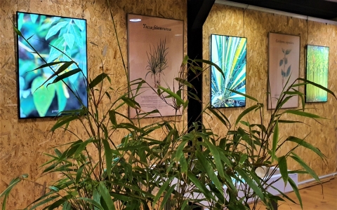 O roślinach papierniczych w dusznickim muzeum  - 4