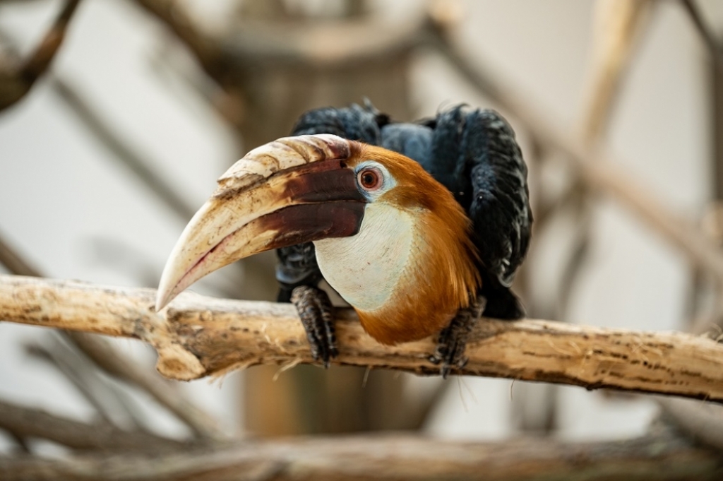 Oto nowi mieszkańcy wrocławskiego ZOO - fot. ZOO Wrocław