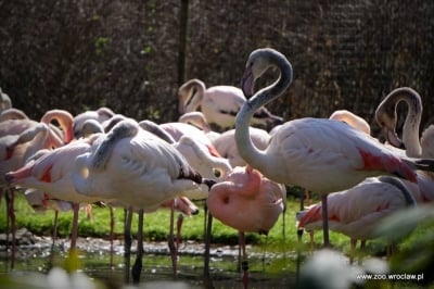 Flamingi z wrocławskiego zoo dostaną nowy pawilon