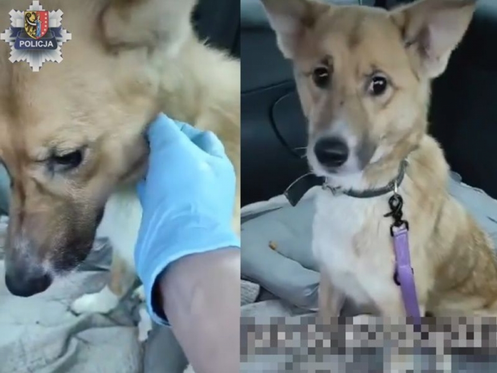 Policjanci uratowali zaniedbanego psa - Fot: Dolnośląska policja