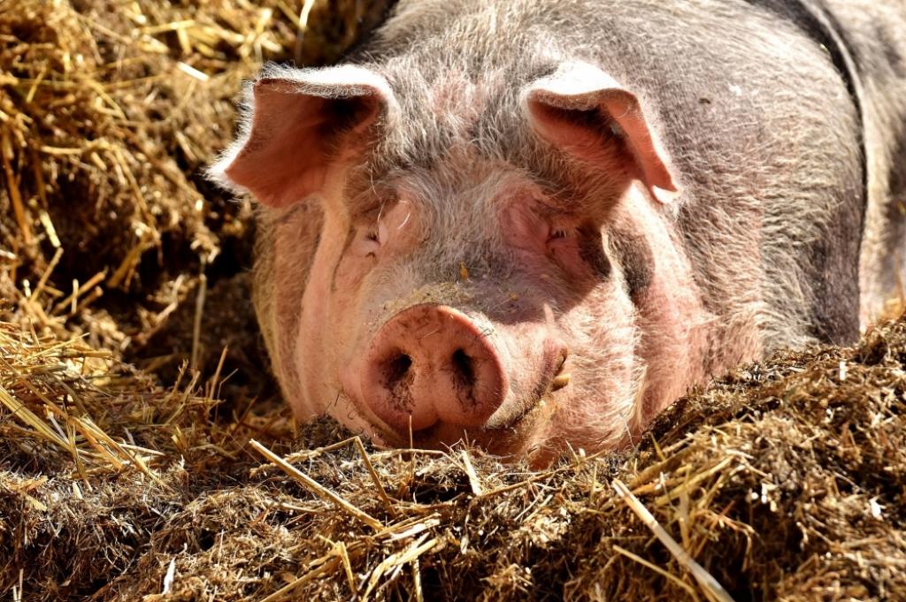 Ani jednej świni w powiecie kamiennogórskim - Fot: zdjęcie ilustracyjne, Pixabay