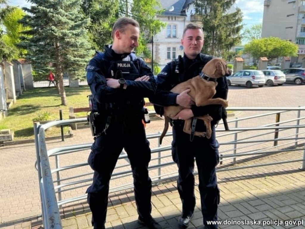 Kłodzcy policjanci uratowali psa zwisającego z metalowego przęsła na lince - fot. dolnoslaska.policja.gov.pl