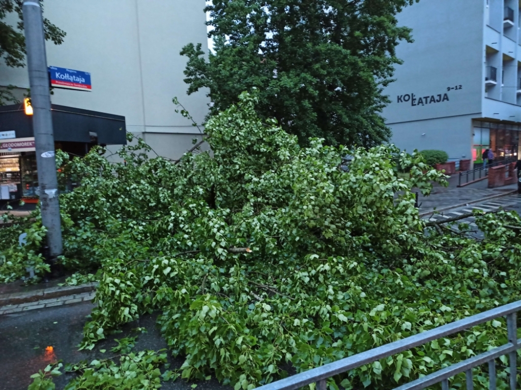 Drzewo zatrzymało ruch tramwajowy w kierunku południa Wrocławia [ZDJĘCIA] - Fot: Miłosz Wałkowiecki