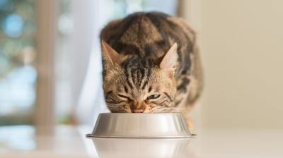 Karma dla kotów: odkryj tajniki zdrowego żywienia