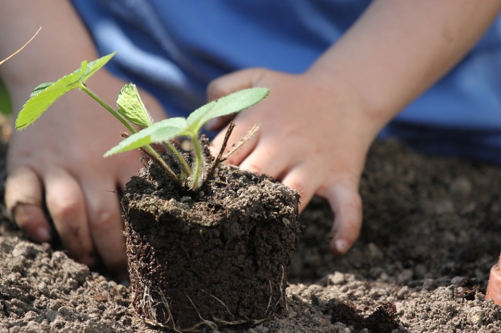 W 10 wrocławskich szkołach i przedszkolach powstaną ogródki warzywno-owocowe - fot. Pixabay