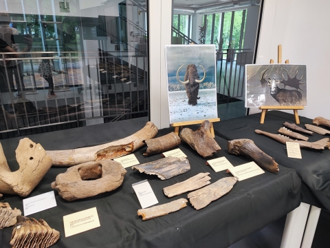 W lubińskim zoo można zobaczyć mamucie artefakty - 0