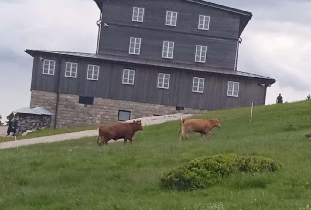 W Karkonoszach szukają... krów - fot. Karkonoski Park Narodowy / Twitter