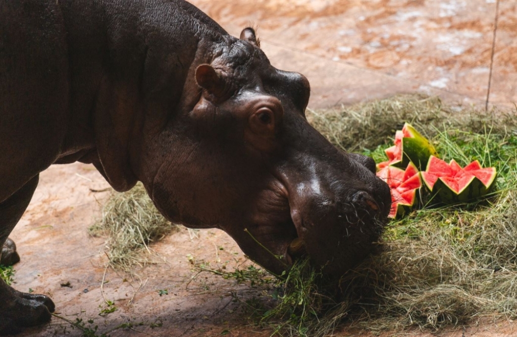 Urodziny wielkiego kalibru we wrocławskim ZOO - fot. mat. prasowe/ZOO Wrocław