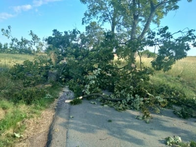 Pod osłoną nocy ktoś wyciął 21 drzew, które teraz blokują drogę. Ich usunięcie zajmie kilka dni