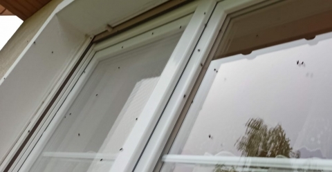 Plaga much na wsiach koło Wrocławia. Sanepid zamknął sklepy - 0