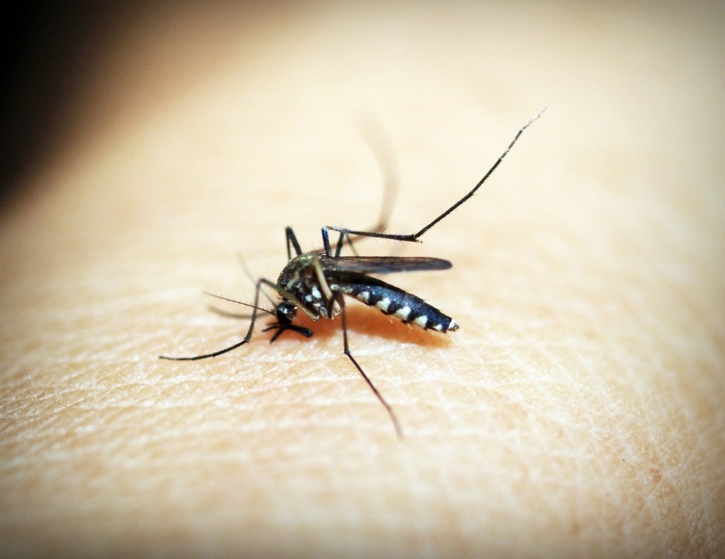 Wrocław zachęca działkowiczów do walki z komarami - fot. Pixabay (zdjęcie ilustracyjne)