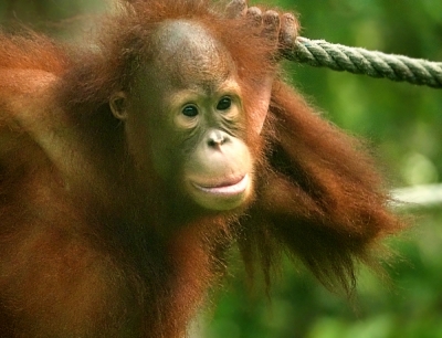 Orangutany z Borneo 