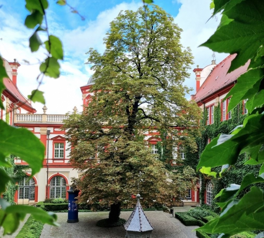 Na terenie Ossolineum wytną niemal 100-letni kasztanowiec - fot. Zakład Narodowy im. Ossolińskich / Ossolineum Facebook