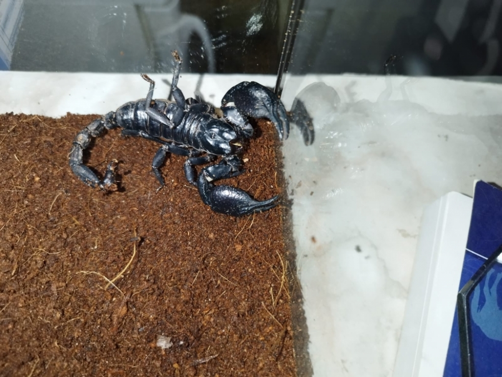 Ocalili skorpiona w Lubinie - fot. FMP Schronisko dla Bezdomnych Zwierząt w Świdnicy