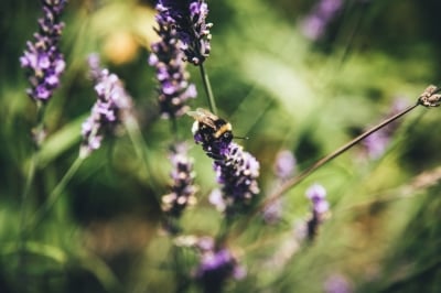 Zielony KGHM: Pszczoły