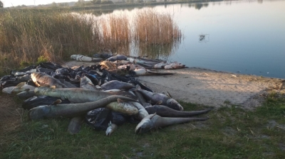 Będą dokładne badania ekosystemu Jeziora Koskowickiego