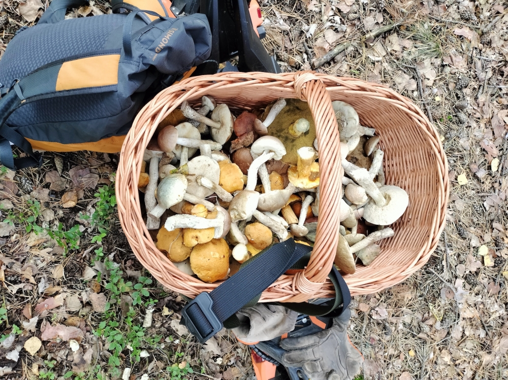 W Borach Dolnośląskich zaczął się wyczekiwany wysyp grzybów - fot. Piotr Słowiński