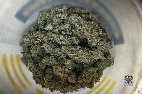 Policja zlikwidowała plantację marihuany; przejęto 10 kg narkotyków - 2