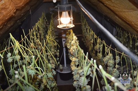 Policja zlikwidowała plantację marihuany; przejęto 10 kg narkotyków - 4