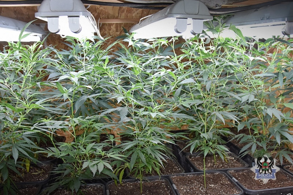 Policja zlikwidowała plantację marihuany; przejęto 10 kg narkotyków - fot. Policja