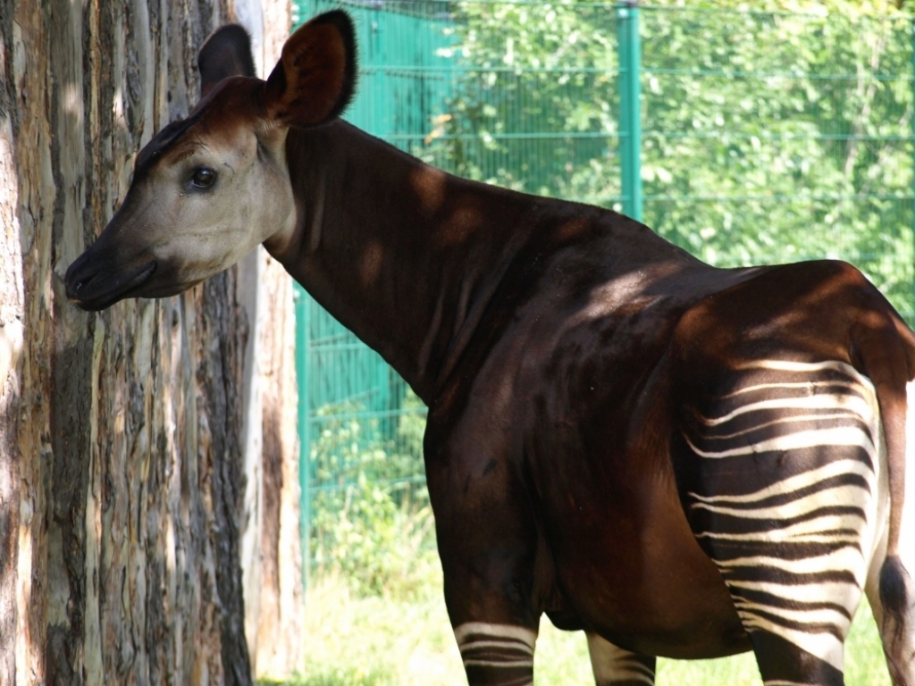 Zużyte telefony i laptopy mogą przydać się... okapi - fot. zoo.wroclaw.pl