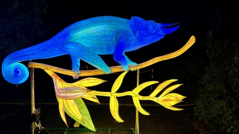 Wystawa Ogród Świateł  "Dzika Afryka" we wrocławskim zoo - 1