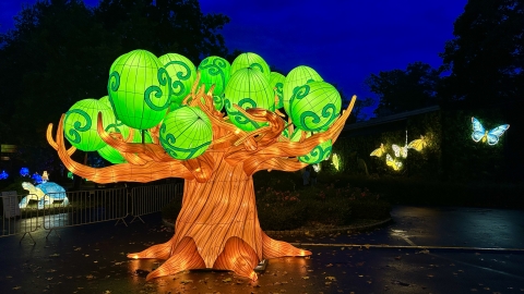 Wystawa Ogród Świateł  "Dzika Afryka" we wrocławskim zoo - 5