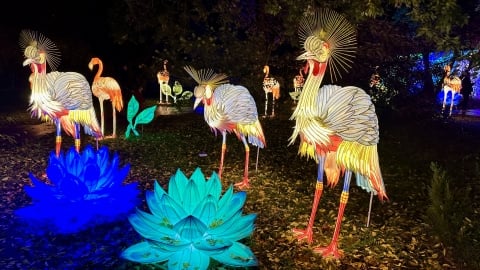 Wystawa Ogród Świateł  "Dzika Afryka" we wrocławskim zoo - 11
